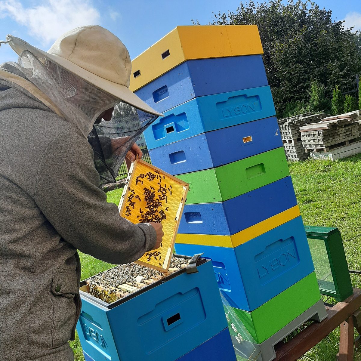 Zdjęcie przedstawia pszczelarza z pszczołami przy ulach.
